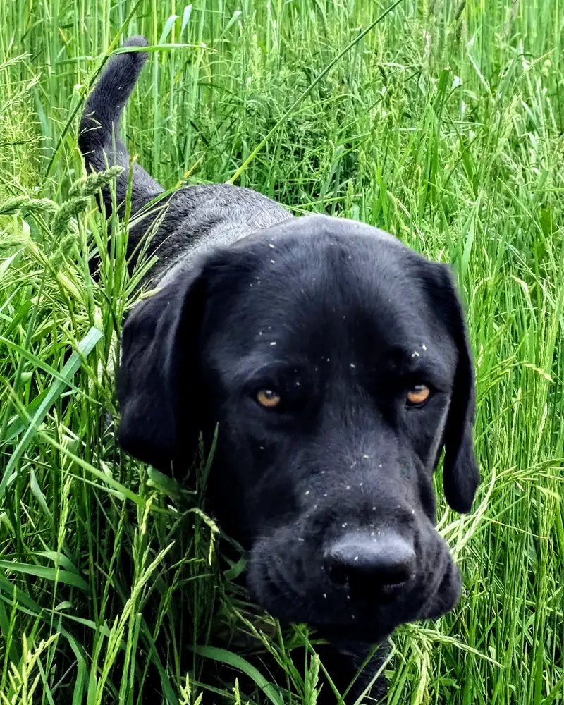 A black dog looks into the camera from tall green grass.